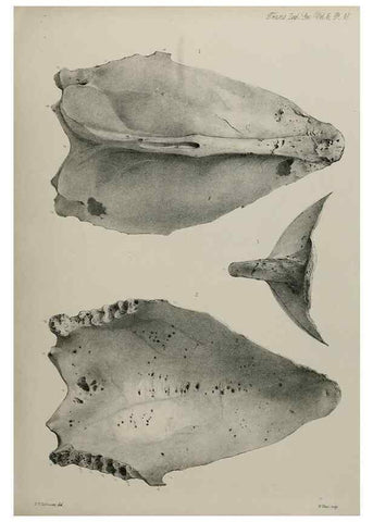 Reproducción/Reproduction 7408469124: Transactions of the Zoological Society of London.. [London] :Published for the Zoological Society of London by Academic Press
