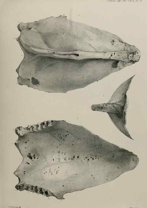 Reproducción/Reproduction 7408469124: Transactions of the Zoological Society of London.. [London] :Published for the Zoological Society of London by Academic Press