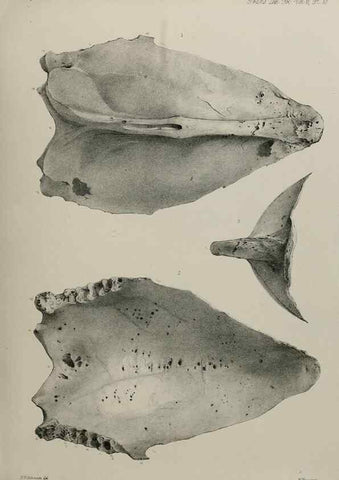 Reproducción/Reproduction 7408469124: Transactions of the Zoological Society of London.. [London] :Published for the Zoological Society of London by Academic Press