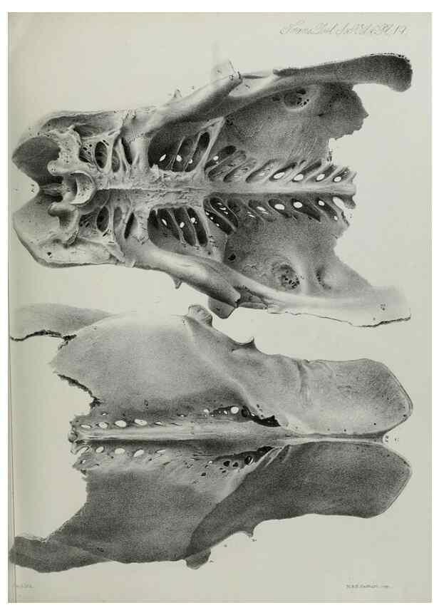Reproducción/Reproduction 7408471136: Transactions of the Zoological Society of London.. [London] :Published for the Zoological Society of London by Academic Press