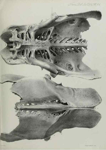 Reproducción/Reproduction 7408471136: Transactions of the Zoological Society of London.. [London] :Published for the Zoological Society of London by Academic Press