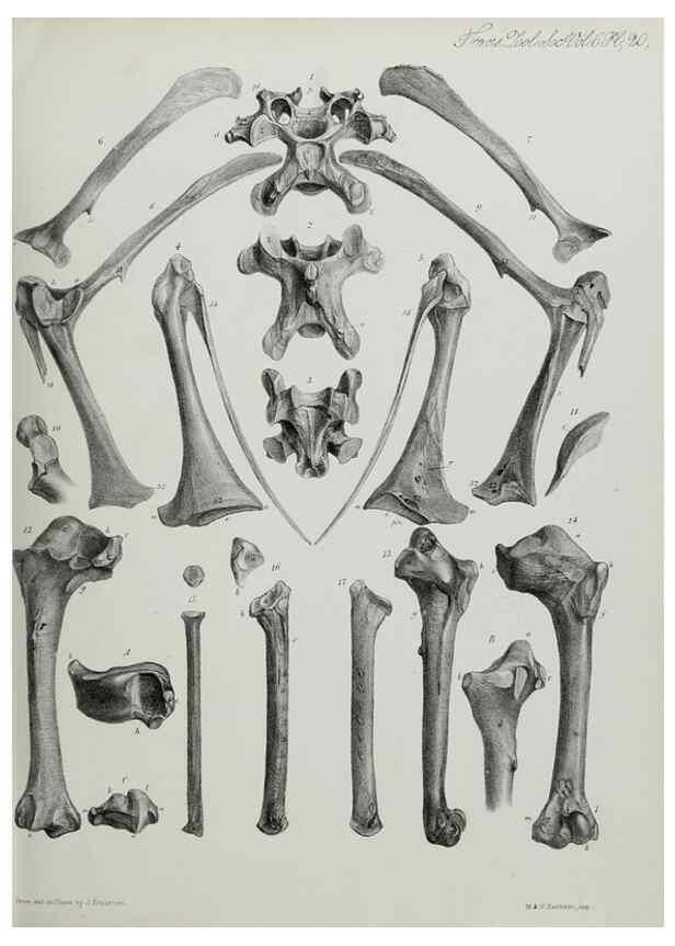 Reproducción/Reproduction 7408474872: Transactions of the Zoological Society of London.. [London] :Published for the Zoological Society of London by Academic Press