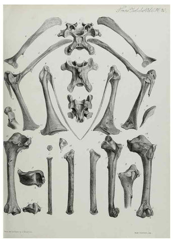 Reproducción/Reproduction 7408474872: Transactions of the Zoological Society of London.. [London] :Published for the Zoological Society of London by Academic Press
