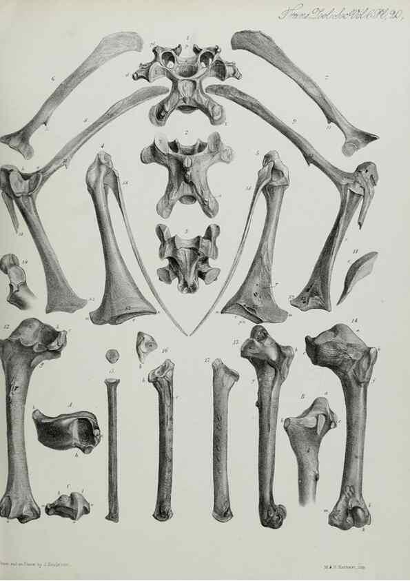 Reproducción/Reproduction 7408474872: Transactions of the Zoological Society of London.. [London] :Published for the Zoological Society of London by Academic Press