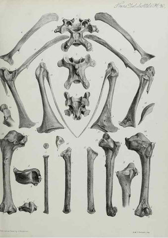Reproducción/Reproduction 7408474872: Transactions of the Zoological Society of London.. [London] :Published for the Zoological Society of London by Academic Press
