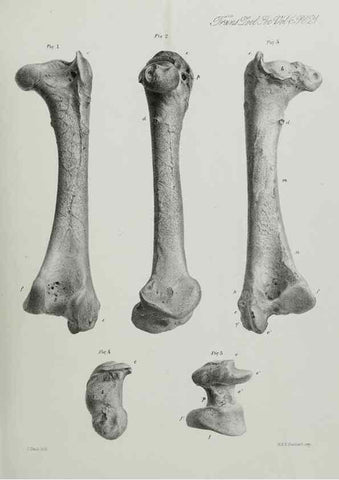 Reproducción/Reproduction 7408476558: Transactions of the Zoological Society of London.. [London] :Published for the Zoological Society of London by Academic Press