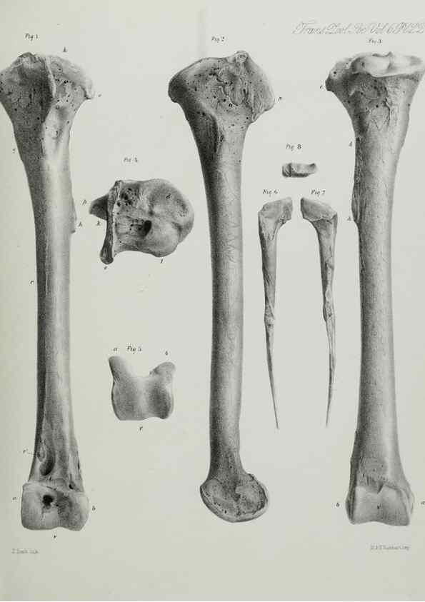Reproducción/Reproduction 7408478234: Transactions of the Zoological Society of London.. [London] :Published for the Zoological Society of London by Academic Press