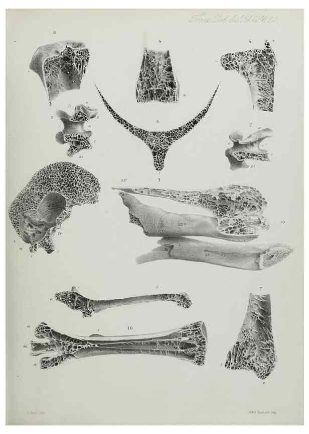 Reproducción/Reproduction 7408479806: Transactions of the Zoological Society of London.. [London] :Published for the Zoological Society of London by Academic Press