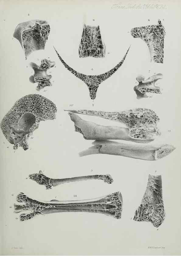 Reproducción/Reproduction 7408479806: Transactions of the Zoological Society of London.. [London] :Published for the Zoological Society of London by Academic Press