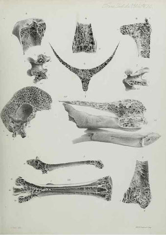 Reproducción/Reproduction 7408479806: Transactions of the Zoological Society of London.. [London] :Published for the Zoological Society of London by Academic Press