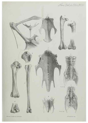 Reproducción/Reproduction 7408481248: Transactions of the Zoological Society of London.. [London] :Published for the Zoological Society of London by Academic Press