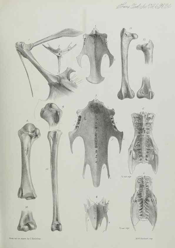 Reproducción/Reproduction 7408481248: Transactions of the Zoological Society of London.. [London] :Published for the Zoological Society of London by Academic Press