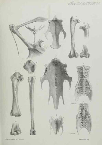 Reproducción/Reproduction 7408481248: Transactions of the Zoological Society of London.. [London] :Published for the Zoological Society of London by Academic Press