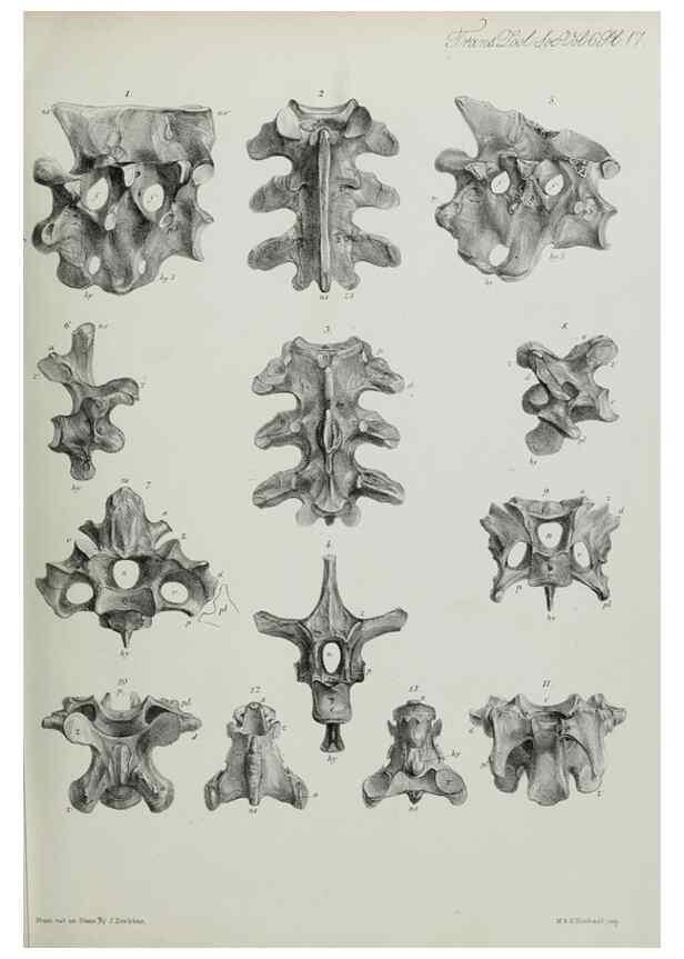 Reproducción/Reproduction 7408467184: Transactions of the Zoological Society of London.. [London] :Published for the Zoological Society of London by Academic Press