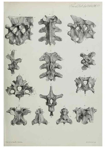 Reproducción/Reproduction 7408467184: Transactions of the Zoological Society of London.. [London] :Published for the Zoological Society of London by Academic Press