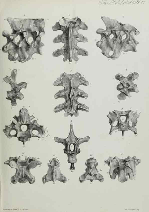 Reproducción/Reproduction 7408467184: Transactions of the Zoological Society of London.. [London] :Published for the Zoological Society of London by Academic Press