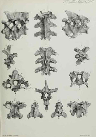 Reproducción/Reproduction 7408467184: Transactions of the Zoological Society of London.. [London] :Published for the Zoological Society of London by Academic Press