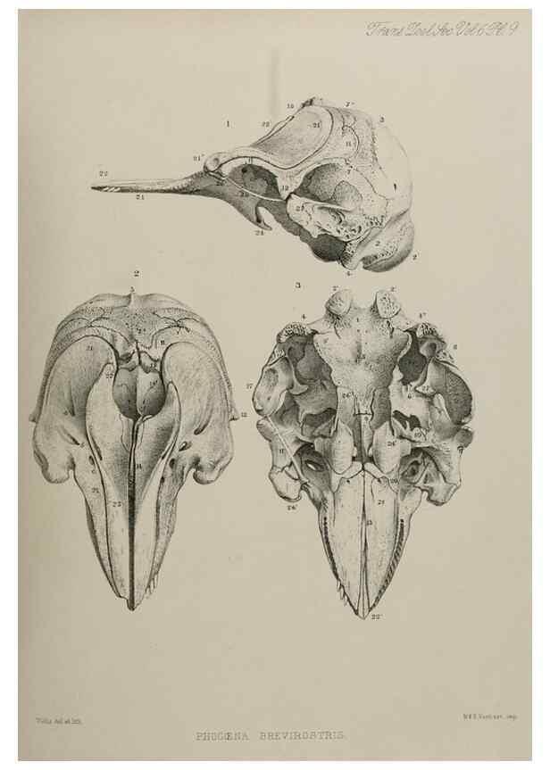 Reproducción/Reproduction 7408453582: Transactions of the Zoological Society of London.. [London] :Published for the Zoological Society of London by Academic Press