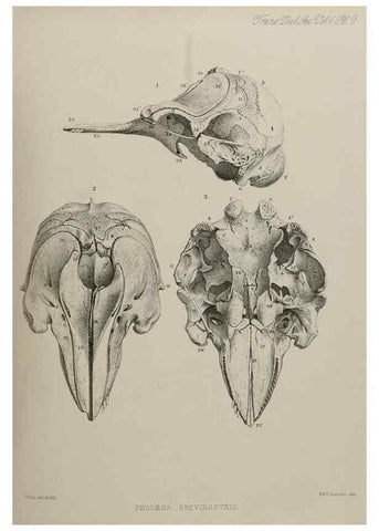 Reproducción/Reproduction 7408453582: Transactions of the Zoological Society of London.. [London] :Published for the Zoological Society of London by Academic Press