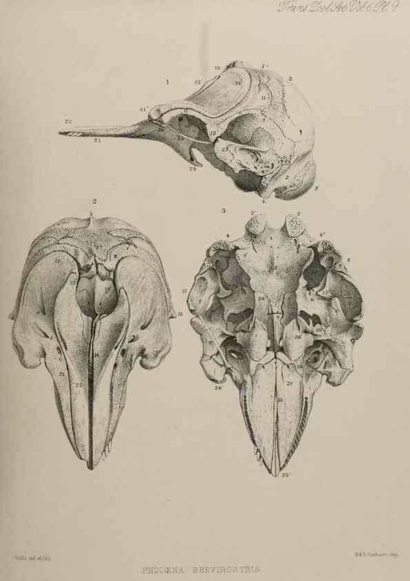 Reproducción/Reproduction 7408453582: Transactions of the Zoological Society of London.. [London] :Published for the Zoological Society of London by Academic Press