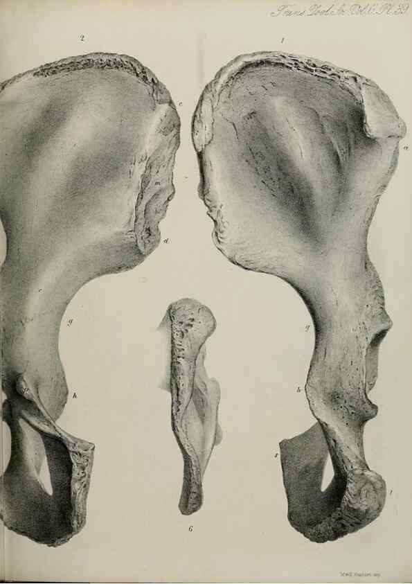 Reproducción/Reproduction 7408512470: Transactions of the Zoological Society of London.. [London] :Published for the Zoological Society of London by Academic Press