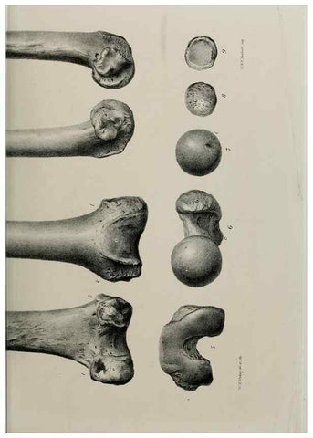Reproducción/Reproduction 7408515804: Transactions of the Zoological Society of London.. [London] :Published for the Zoological Society of London by Academic Press