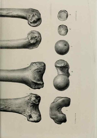Reproducción/Reproduction 7408515804: Transactions of the Zoological Society of London.. [London] :Published for the Zoological Society of London by Academic Press
