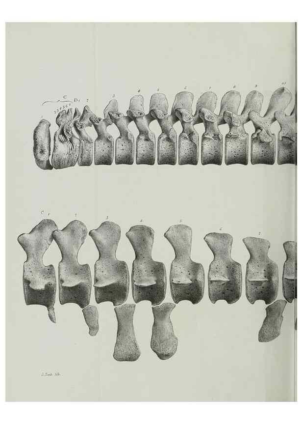 Reproducción/Reproduction 7408552428: Transactions of the Zoological Society of London.. [London] :Published for the Zoological Society of London by Academic Press