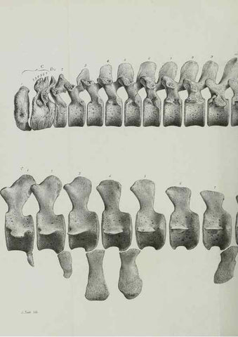Reproducción/Reproduction 7408552428: Transactions of the Zoological Society of London.. [London] :Published for the Zoological Society of London by Academic Press