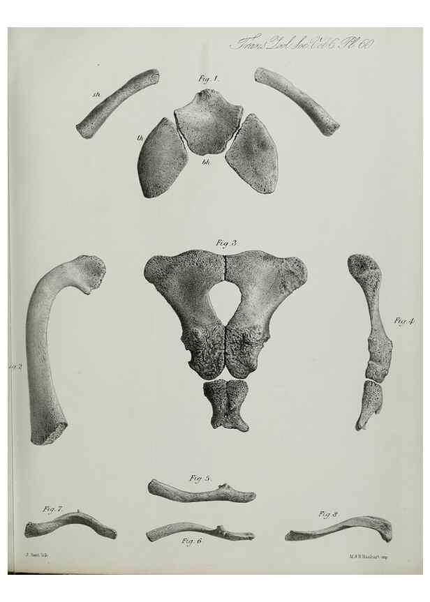 Reproducción/Reproduction 7408554156: Transactions of the Zoological Society of London.. [London] :Published for the Zoological Society of London by Academic Press