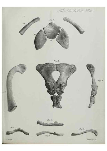 Reproducción/Reproduction 7408554156: Transactions of the Zoological Society of London.. [London] :Published for the Zoological Society of London by Academic Press