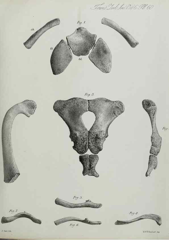 Reproducción/Reproduction 7408554156: Transactions of the Zoological Society of London.. [London] :Published for the Zoological Society of London by Academic Press