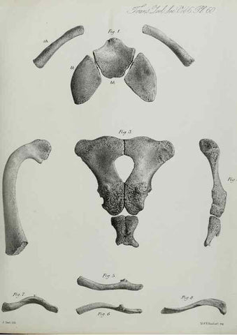 Reproducción/Reproduction 7408554156: Transactions of the Zoological Society of London.. [London] :Published for the Zoological Society of London by Academic Press