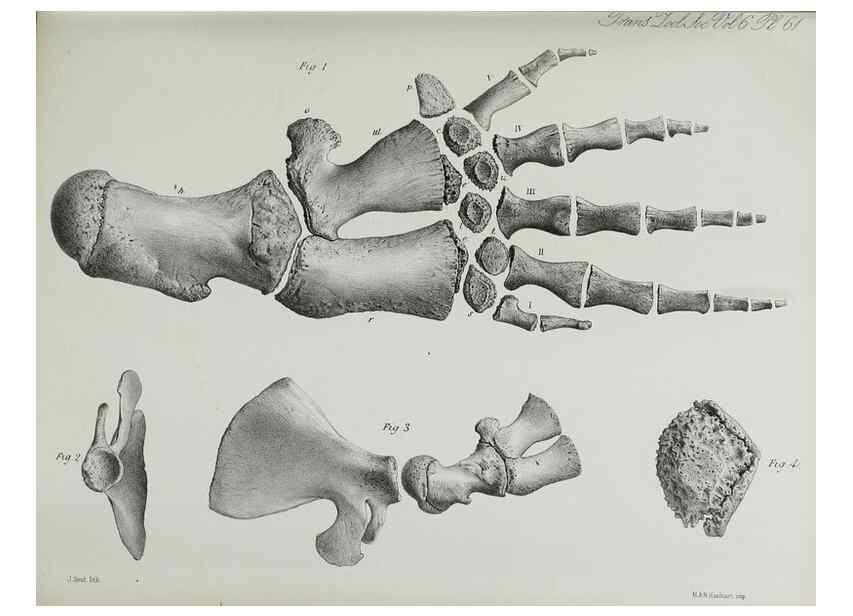 Reproducción/Reproduction 7408555006: Transactions of the Zoological Society of London.. [London] :Published for the Zoological Society of London by Academic Press