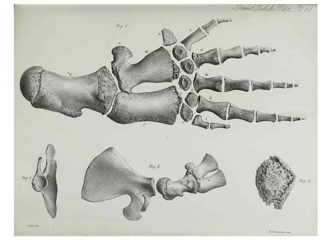 Reproducción/Reproduction 7408555006: Transactions of the Zoological Society of London.. [London] :Published for the Zoological Society of London by Academic Press