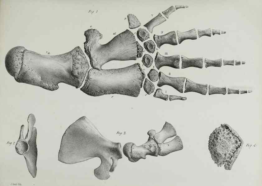 Reproducción/Reproduction 7408555006: Transactions of the Zoological Society of London.. [London] :Published for the Zoological Society of London by Academic Press