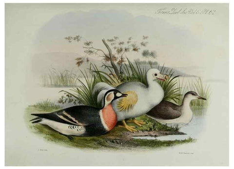 Reproducción/Reproduction 7408556362: Transactions of the Zoological Society of London.. [London] :Published for the Zoological Society of London by Academic Press