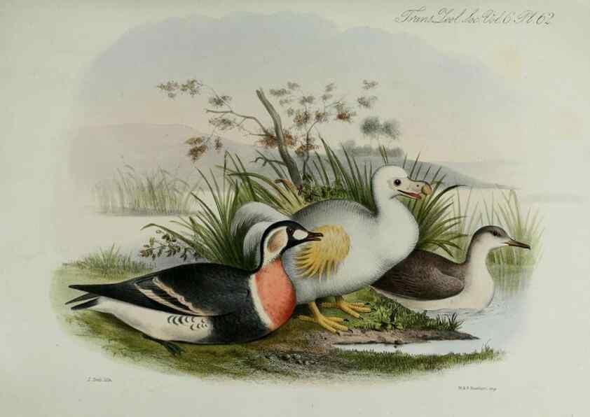 Reproducción/Reproduction 7408556362: Transactions of the Zoological Society of London.. [London] :Published for the Zoological Society of London by Academic Press
