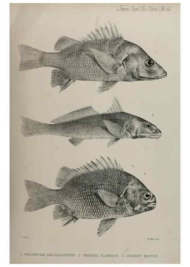 Reproducción/Reproduction 7408559136: Transactions of the Zoological Society of London.. [London] :Published for the Zoological Society of London by Academic Press