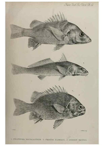 Reproducción/Reproduction 7408559136: Transactions of the Zoological Society of London.. [London] :Published for the Zoological Society of London by Academic Press