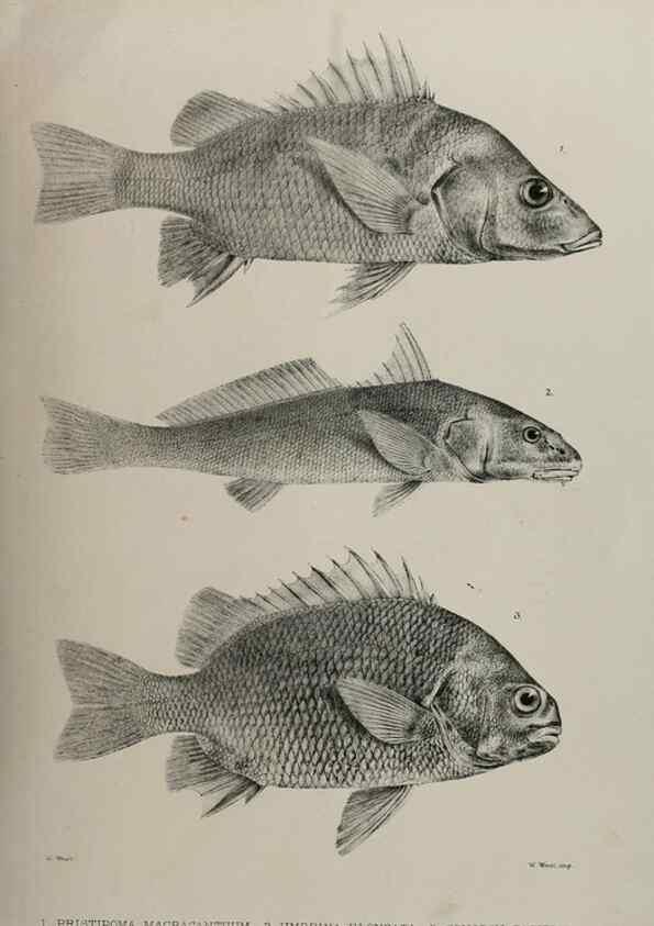 Reproducción/Reproduction 7408559136: Transactions of the Zoological Society of London.. [London] :Published for the Zoological Society of London by Academic Press