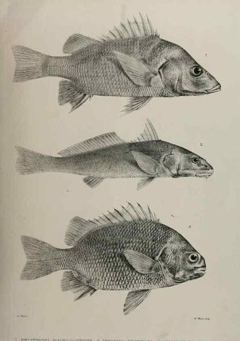 Reproducción/Reproduction 7408559136: Transactions of the Zoological Society of London.. [London] :Published for the Zoological Society of London by Academic Press