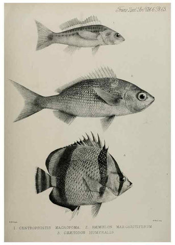 Reproducción/Reproduction 7408560928: Transactions of the Zoological Society of London.. [London] :Published for the Zoological Society of London by Academic Press