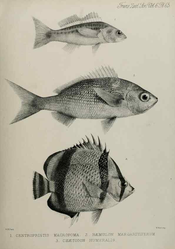 Reproducción/Reproduction 7408560928: Transactions of the Zoological Society of London.. [London] :Published for the Zoological Society of London by Academic Press