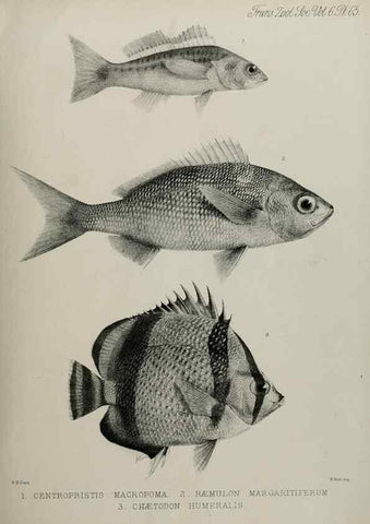 Reproducción/Reproduction 7408560928: Transactions of the Zoological Society of London.. [London] :Published for the Zoological Society of London by Academic Press