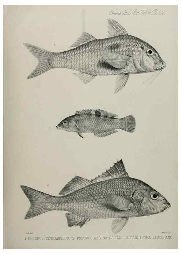 Reproducción/Reproduction 7408562536: Transactions of the Zoological Society of London.. [London] :Published for the Zoological Society of London by Academic Press