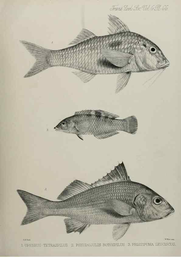 Reproducción/Reproduction 7408562536: Transactions of the Zoological Society of London.. [London] :Published for the Zoological Society of London by Academic Press