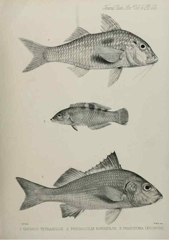 Reproducción/Reproduction 7408562536: Transactions of the Zoological Society of London.. [London] :Published for the Zoological Society of London by Academic Press