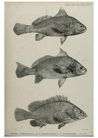 Reproducción/Reproduction 7408564224: Transactions of the Zoological Society of London.. [London] :Published for the Zoological Society of London by Academic Press