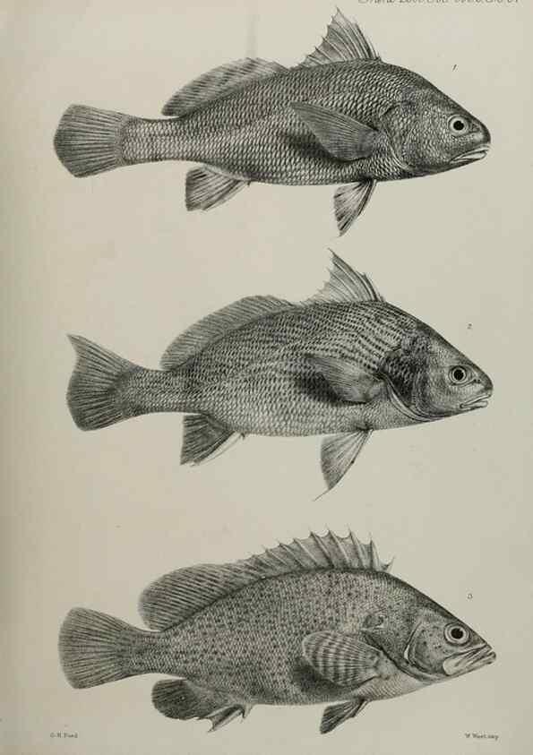 Reproducción/Reproduction 7408564224: Transactions of the Zoological Society of London.. [London] :Published for the Zoological Society of London by Academic Press